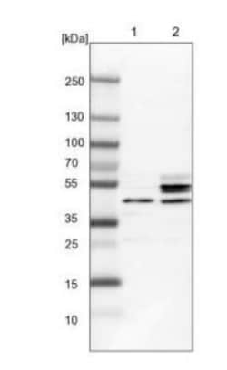 Secernin-1 Antibody, Novus Biologicals 0.1mL; Unlabeled:Antibodies, Polyclonal