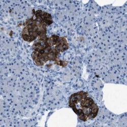 Secretogranin V Antibody, Novus Biologicals 25 &mu;L; Unlabeled:Antibodies,