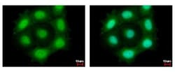 PTTG1 Antibody, Novus Biologicals 0.1mL; Unlabeled:Antibodies, Polyclonal