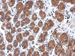 SEL1L3 Antibody, Novus Biologicals 0.1mL; Unlabeled:Antibodies, Polyclonal
