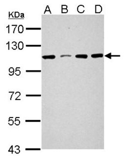 SEL1L3 Antibody, Novus Biologicals 0.1mL; Unlabeled:Antibodies, Polyclonal