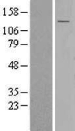 Novus Biologicals&trade;&nbsp;SEL1L3 Overexpression Lysate