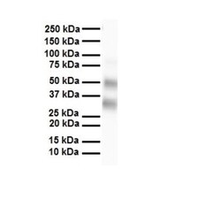 SELENBP1 Antibody, Novus Biologicals 0.05mg; Unlabeled:Antibodies, Polyclonal