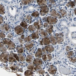 SELK Antibody, Novus Biologicals 0.1mL; Unlabeled:Antibodies, Polyclonal