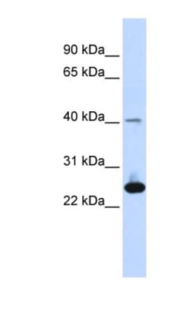 SELS Antibody, Novus Biologicals 100&mu;L; Unlabeled:Antibodies, Polyclonal