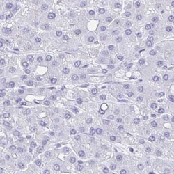 SELV Antibody, Novus Biologicals 0.1mL; Unlabeled:Antibodies, Polyclonal