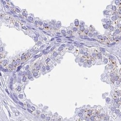 SELV Antibody, Novus Biologicals 0.1mL; Unlabeled:Antibodies, Polyclonal