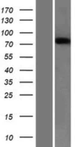 Novus Biologicals&trade;&nbsp;Semaphorin 3B Overexpression Lysate