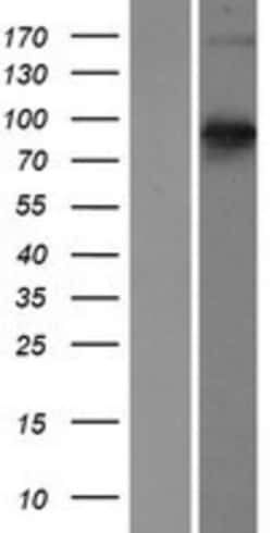 Novus Biologicals&trade;&nbsp;Semaphorin 3E Overexpression Lysate
