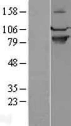 Novus Biologicals&trade;&nbsp;Semaphorin 4A Overexpression Lysate