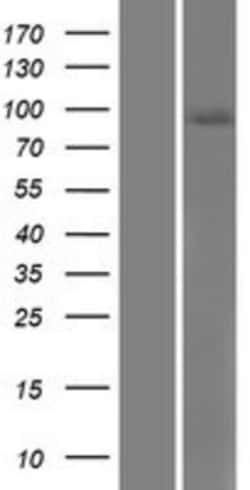 Novus Biologicals&trade;&nbsp;Semaphorin 4B Overexpression Lysate