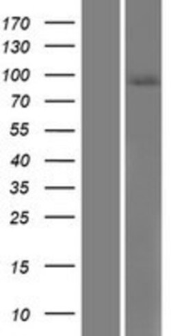 Novus Biologicals&trade;&nbsp;Semaphorin 4B Overexpression Lysate