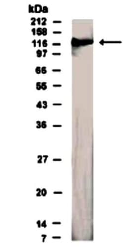 Semaphorin 4D/CD100 Antibody - BSA Free, Novus Biologicals:Antibodies:Primary