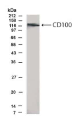 Semaphorin 4D/CD100 Antibody - BSA Free, Novus Biologicals:Antibodies:Primary