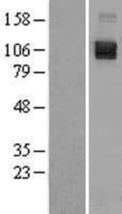 Novus Biologicals™ Semaphorin 4D/CD100 Overexpression Lysate