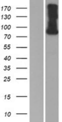 Novus Biologicals&trade;&nbsp;Semaphorin 4F Overexpression Lysate
