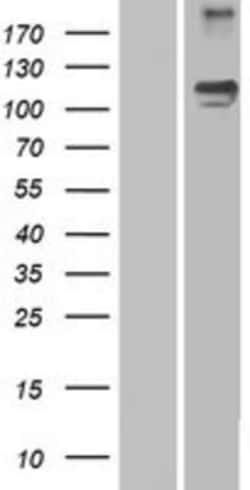 Novus Biologicals™ Semaphorin 5A Overexpression Lysate