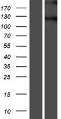 Novus Biologicals&trade;&nbsp;Semaphorin 5B Overexpression Lysate
