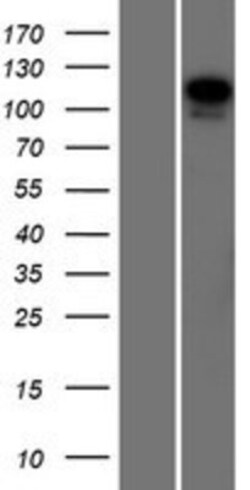 Novus Biologicals&trade;&nbsp;Semaphorin 6A Overexpression Lysate