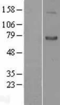 Novus Biologicals&trade;&nbsp;Semaphorin 7A Overexpression Lysate