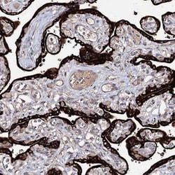 Semaphorin 4G Antibody, Novus Biologicals 0.1mL; Unlabeled:Antibodies,