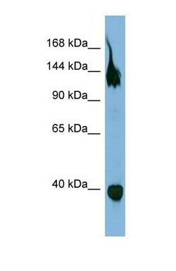 Semaphorin 6A Antibody, Novus Biologicals 0.05mg; Unlabeled:Antibodies,