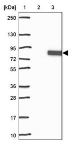 Semaphorin 7A Antibody, Novus Biologicals 0.1mL; Unlabeled:Antibodies,