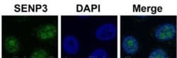 SENP3 Antibody, Novus Biologicals 20&mu;L; Unlabeled:Antibodies, Polyclonal