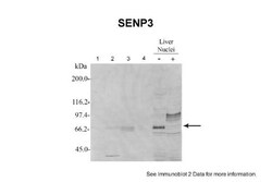 SENP3 Antibody, Novus Biologicals 20&mu;L; Unlabeled:Antibodies, Polyclonal