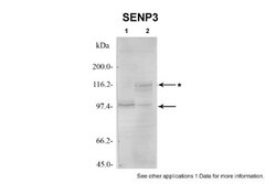 SENP3 Antibody, Novus Biologicals 20&mu;L; Unlabeled:Antibodies, Polyclonal