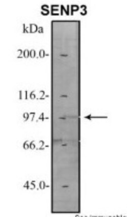SENP3 Antibody, Novus Biologicals 20&mu;L; Unlabeled:Antibodies, Polyclonal