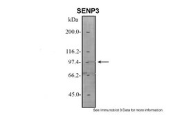 SENP3 Antibody, Novus Biologicals 20&mu;L; Unlabeled:Antibodies, Polyclonal