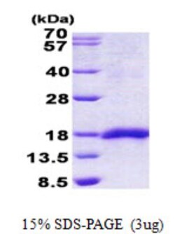 Novus Biologicals&trade;&nbsp;Recombinant Human SEP15 His Protein