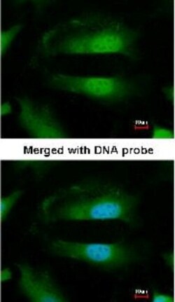 SEPHS1 Antibody, Novus Biologicals 0.1mL; Unlabeled:Antibodies, Polyclonal