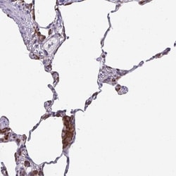 SEPN1 Antibody, Novus Biologicals 0.1mL; Unlabeled:Antibodies, Polyclonal