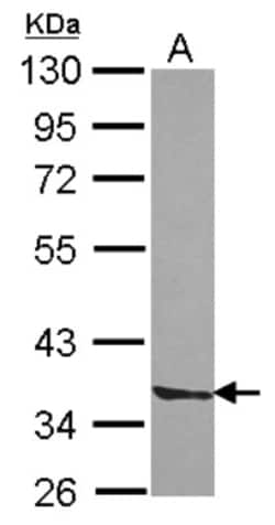 Septin-3 Antibody, Novus Biologicals 0.1mL; Unlabeled:Antibodies, Polyclonal