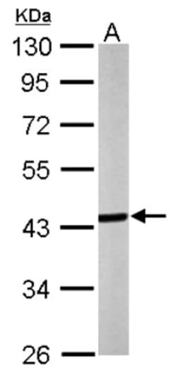 Septin-3 Antibody, Novus Biologicals 0.1mL; Unlabeled:Antibodies, Polyclonal