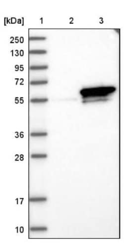 Septin-6 Antibody, Novus Biologicals 0.1mL; Unlabeled:Antibodies, Polyclonal