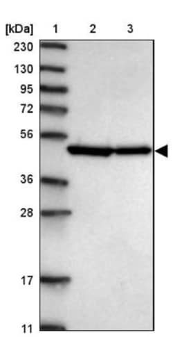 Septin-7 Antibody, Novus Biologicals 0.1mL; Unlabeled:Antibodies