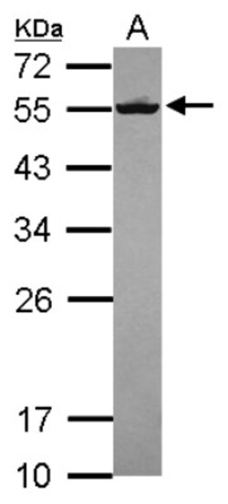 Septin-8 Antibody, Novus Biologicals 0.1mL; Unlabeled:Antibodies, Polyclonal