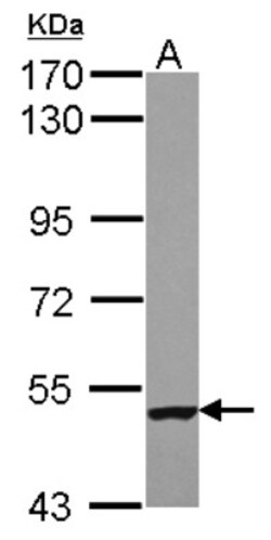 Septin-9 Antibody, Novus Biologicals 0.1mL; Unlabeled:Antikörper
