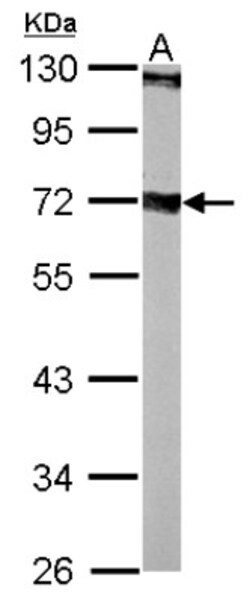 Septin-9 Antibody, Novus Biologicals 0.1mL; Unlabeled:Antikörper