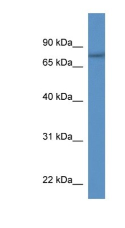 SERAC1 Antibody, Novus Biologicals 100&mu;L; Unlabeled:Antibodies, Polyclonal