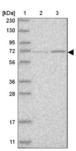 SERAC1 Antibody, Novus Biologicals:Antibodies:Primary Antibodies