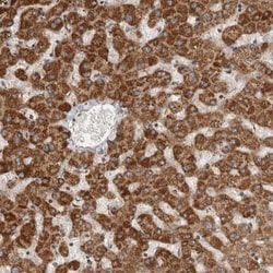SERAC1 Antibody, Novus Biologicals 25 &mu;L; Unlabeled:Antibodies, Polyclonal