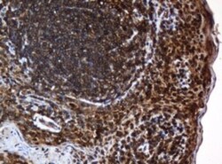 SERBP1 Antibody (OTI5G2), Novus Biologicals 0.1mL; Unlabeled:Antibodies,