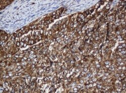 SERBP1 Antibody (OTI5G2), Novus Biologicals 0.1mL; Unlabeled:Antibodies,