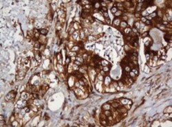 SERBP1 Antibody (OTI5G2), Novus Biologicals 0.1mL; Unlabeled:Antibodies,