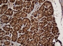 SERBP1 Antibody (OTI5G2), Novus Biologicals 0.1mL; Unlabeled:Antibodies,