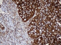 SERBP1 Antibody (OTI5G2), Novus Biologicals 0.1mL; Unlabeled:Antibodies,